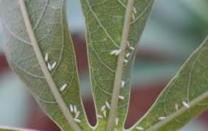 uploads/images/pest/tapioca whitefly.jpg